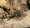 Polistes sp.